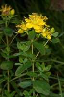 Hypericum maculatum Crantz