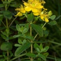 hypericum-maculatum-switzerland-4AC1E9D4-4733-11DC-8E52-000A95CA2156.jpg