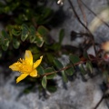 hypericum-nummularium-france-A201EC41-3CF3-45AE-9720-D18B07161D18.jpg