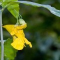 impatiens-noli-tangere-switzerland-450280CA-073B-46D5-AE59-74B65A2BB35B.jpg