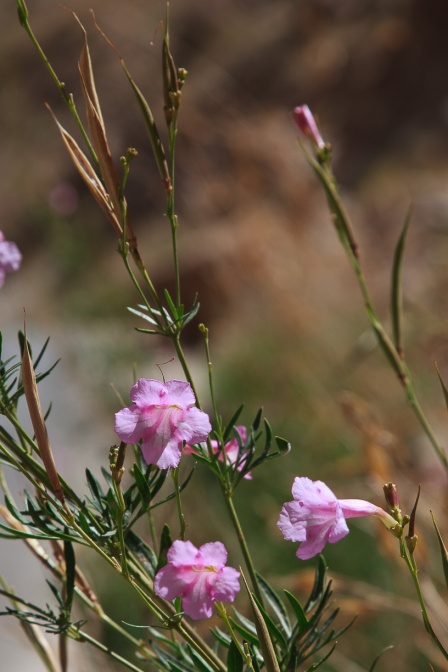 incarvillea-olgae-tajikistan-3F464961-870E-4608-B2F1-2E5EB683FFCA.jpg