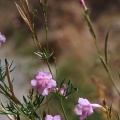 incarvillea-olgae-tajikistan-3F464961-870E-4608-B2F1-2E5EB683FFCA.jpg