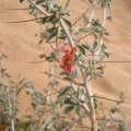 indigofera-spinosa-saudi-arabia-F0212DA4-4B7A-11DC-8D9F-000A95CA2156.jpg
