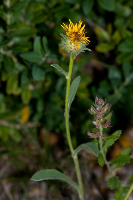 inula-montana-france-16551C63-C60A-458B-8014-70BF3444638C.jpg