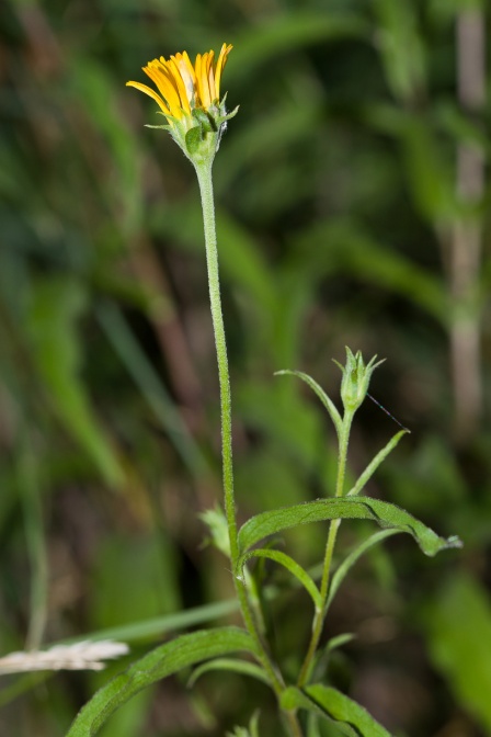 inula-salicina-switzerland-47D82D1D-4D66-11DC-8A96-000A95CA2156.jpg