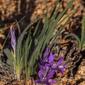 iridaceae-sp-south-africa-121FCCDE-C48F-4FA3-B2F1-A74DF73F561D.jpg
