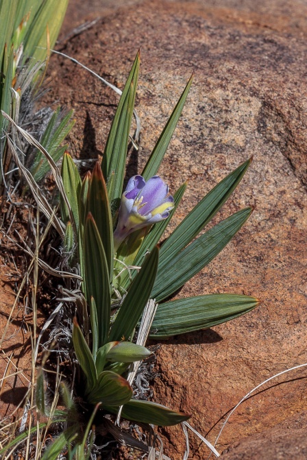 iridaceae-sp-south-africa-629A1203-FBC0-4B20-8E38-9262692BD917.jpg