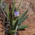 iridaceae-sp-south-africa-629A1203-FBC0-4B20-8E38-9262692BD917.jpg