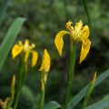 iris-pseudacorus-switzerland-1E578692-B4B3-480E-B603-F51B9FDC8642.jpg