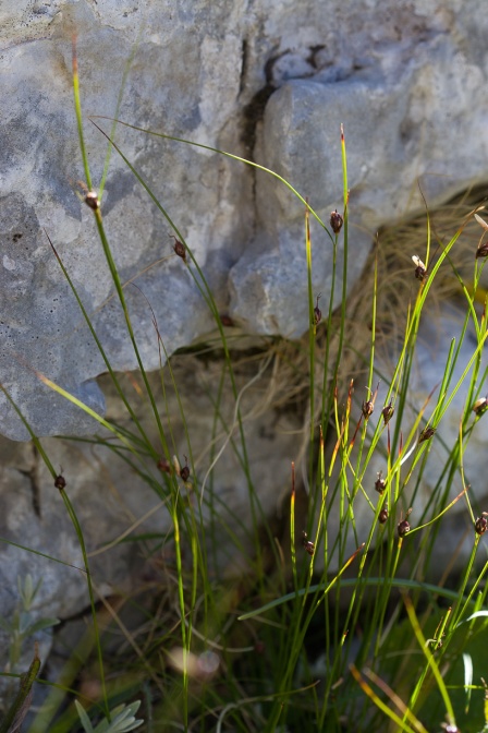 juncus-monanthos-italy-9AD73FA8-4D66-11DC-8A96-000A95CA2156.jpg