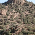 juniperus-juniperus-saudi-arabia-F41F76B9-4FCE-11DC-BC6E-000A95CA2156.jpg