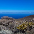 juniperus-phoenicea-canaries-el-hierro-01C5B077-B255-432D-8ED2-2FB5322C7F23.jpg