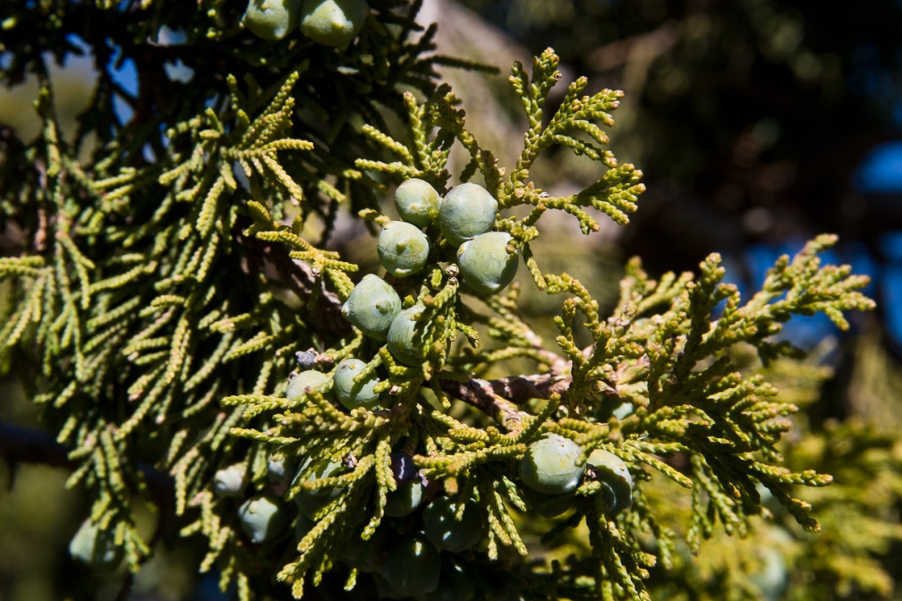 juniperus-procera-saudi-arabia-6ABA737D-49F8-11DC-AE28-000A95CA2156.jpg