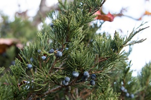 Juniperus sabina L.