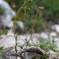 kernera-saxatilis-switzerland-3862A1F6-5E34-4FE1-9624-4328144ACDCA.jpg