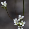 kernera-saxatilis-switzerland-9FAC51B7-06FB-4C21-BE0F-D1D3F927D40B.jpg