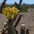 kleinia-neriifolia-canaries-el-hierro-CB2B24B2-33E8-42A4-AE41-8494E5AE830E.jpg