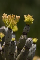 Kleinia neriifolia Haw.