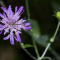 knautia-dipsacifolia-switzerland-73D468B3-6019-423A-B0BE-AE081604C657.jpg