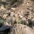 kohautia-caespitosa-saudi-arabia-B1196156-4B7C-11DC-8D9F-000A95CA2156.jpg