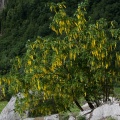 laburnum-alpinum-switzerland-8865F100-CDEF-4B9C-8FC3-987DC6B2AEE0.jpg