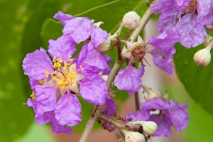 Lagerstroemia speciosa (L.) Pers.