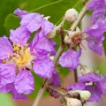 lagerstroemia-speciosa-thailand-4BE17C85-234E-4EC3-AE6B-AEE1BC05647A.jpg