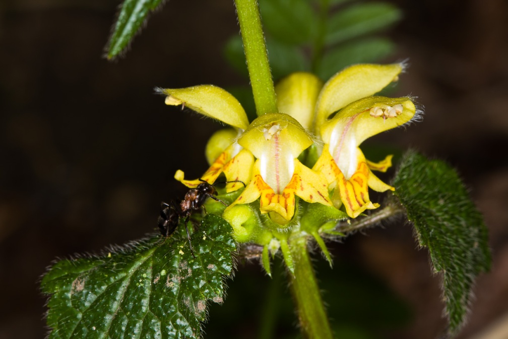 lamium-galeobdolon-switzerland-4B641B34-D112-4462-AD07-47C6411564C8.jpg