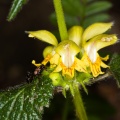 lamium-galeobdolon-switzerland-4B641B34-D112-4462-AD07-47C6411564C8.jpg