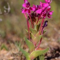 lapeirousia-sp-south-africa-957548B5-5E12-4910-A887-C5C8FFB86A3E.jpg