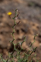 Launaea arborescens (Batt.) Murb.
