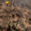 launaea-arborescens-canaries-fuerteventura-C9C578A9-6D4B-4A08-82C3-B49856E7A4E8.jpg