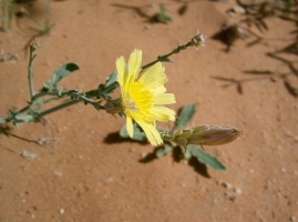 Launea mucronata (Forssk.) Muschl. (04-52)