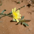 launea-mucronata-saudi-arabia-DC895EEC-4B7C-11DC-8D9F-000A95CA2156.jpg