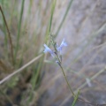 lavandula-coronopifolia-saudi-arabia-801BFC49-4B7B-11DC-8D9F-000A95CA2156.jpg