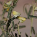 leguminosae-sp-indet-5-namibia-768C4CBC-3B88-44BF-ADB6-95CAB4EB336D.jpg
