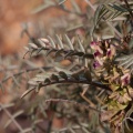 leguminosae-sp-south-africa-E80A8DD0-6E8C-494D-A3D5-095D5D748A82.jpg