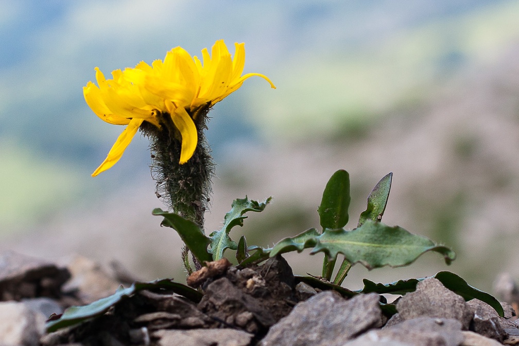 leontodon-montanus-switzerland-B74E7DE9-8D15-4722-83AD-9C7BC056A517.jpg