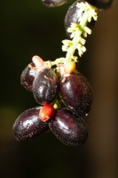 Lepisanthes rubiginosa (Roxb.) Leenh.