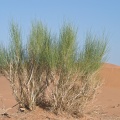 leptadenia-pyrothechnica-saudi-arabia-21530C86-4AB4-11DC-AA40-000A95CA2156.jpg
