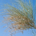 leptadenia-pyrothechnica-saudi-arabia-21783FB0-4AB4-11DC-AA40-000A95CA2156.jpg