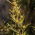 leucadendron-salicifolium-south-africa-F95B112E-C903-40E4-A600-1BD2F5970FBA.jpg