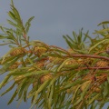 leucadendron-sp-south-africa-361A50C1-26FF-4042-A151-1AB768C3D39E.jpg