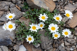 Leucanthemopsis alpina (L.) Heywood