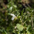 leucas-glabrata-saudi-arabia-8CB6D120-49F8-11DC-AE28-000A95CA2156.jpg