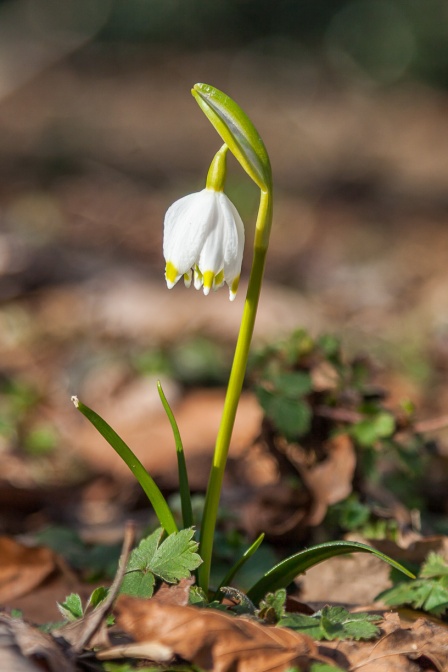 leucojum-vernum-france-B0AB1B05-8B3A-49AD-8727-68DFD3C63562.jpg