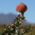 leucospermum-sp-south-africa-0E3F6CDE-33DD-4527-8B0E-1607DB4219F6.jpg