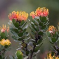leucospermum-sp-south-africa-9EFBA422-5625-42FE-8375-65F7D3ACBECE.jpg