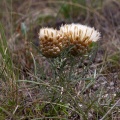 leuzea-conifera-france-9C84F575-63FF-41DF-83EC-F0D52490D2A4.jpg