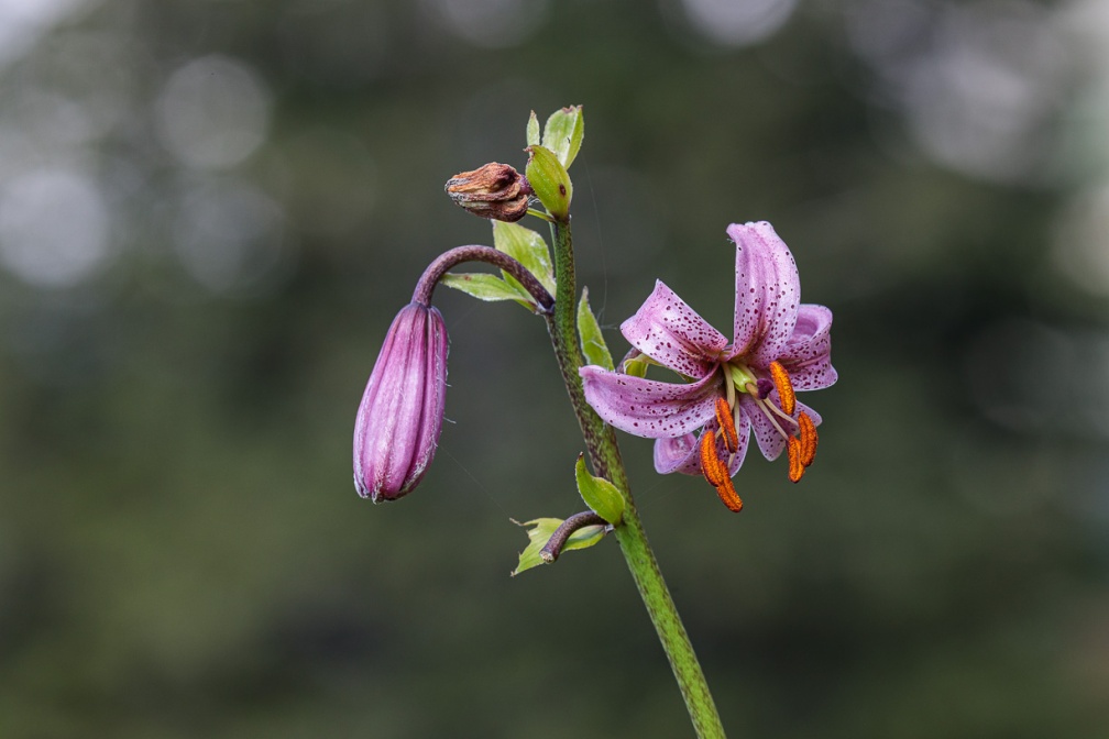 lilium-martagon-switzerland-B5945FE5-FB65-4D15-90B6-28B5DEC3AD7C.jpg